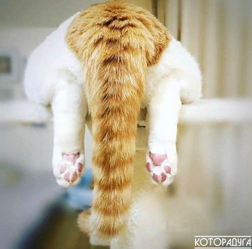Источник: pinterest.com