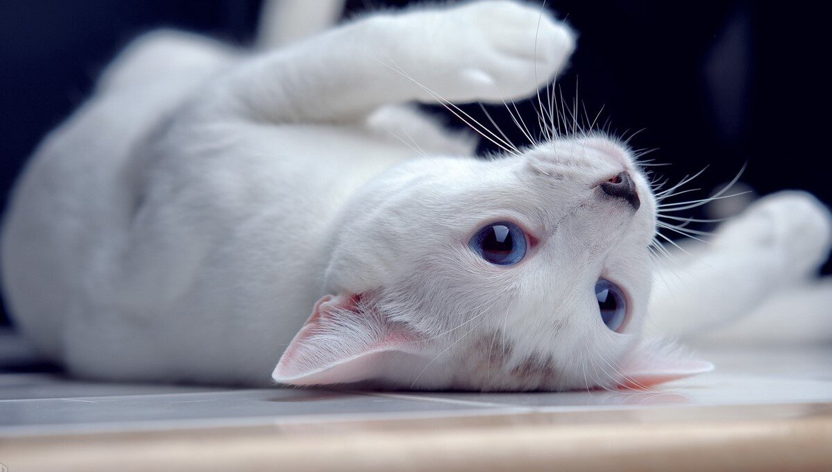 Фото их Яндекса