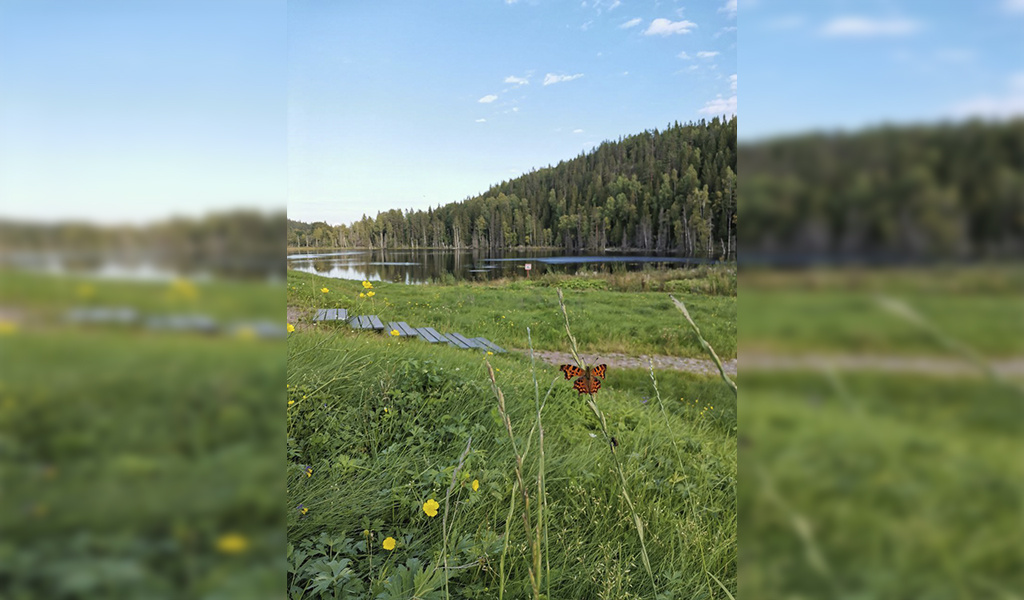 Лето в деревне