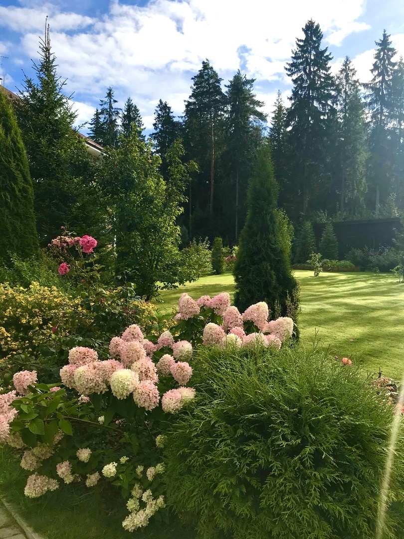 Гортензия метельчатая в компании туй