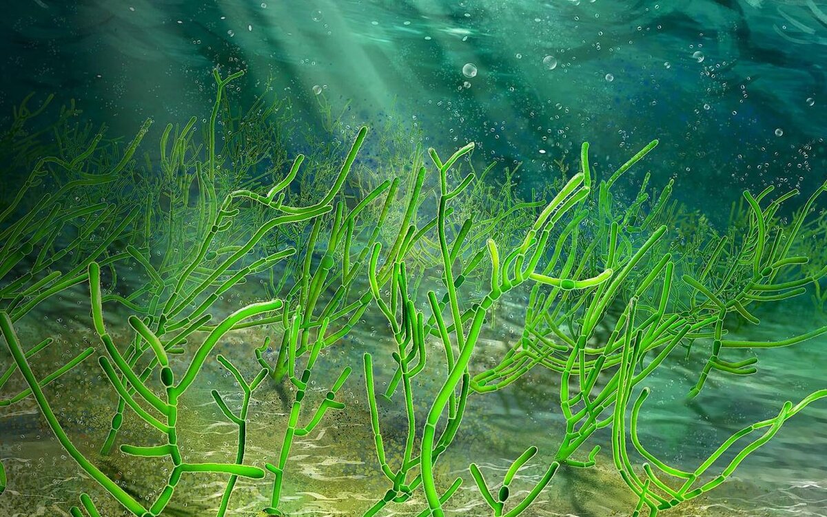 Зеленые водоросли картинка
