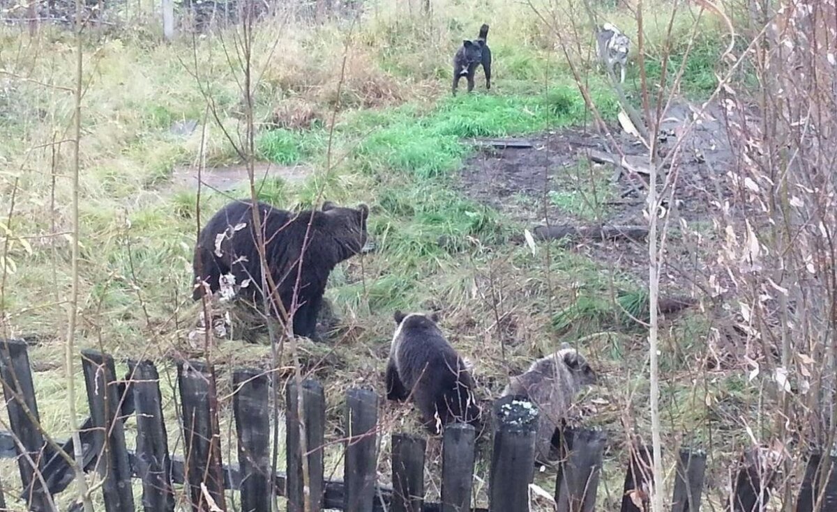 Фото животных после пожара в лесу