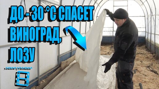 Легкое укрытие винограда из подручных материалов до - 30 °C. Выращивание винограда в теплице