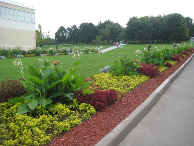 ВДНХ. Красивые клумбы. Умеют там красоту создавать. Фото автора. 