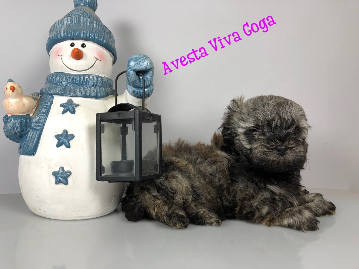 Авеста Вива Гога. Щенок русской цветной болонки.