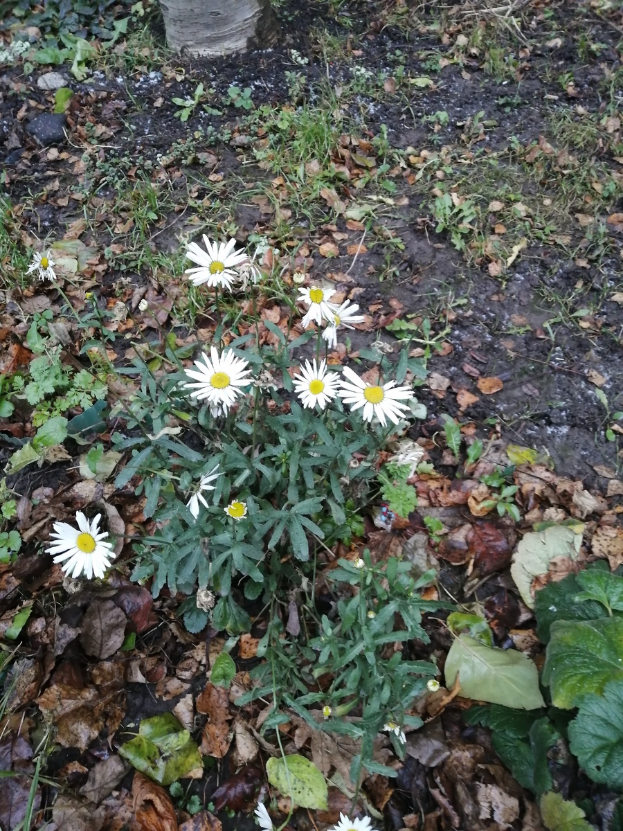 Цветы в декабре уже не редкость