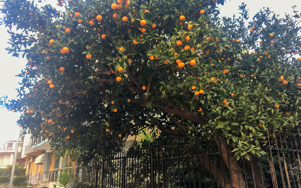 Мандариновое дерево у моей соседки. Калабрия юг Италии.