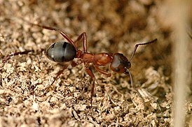 Formica sanguinea 