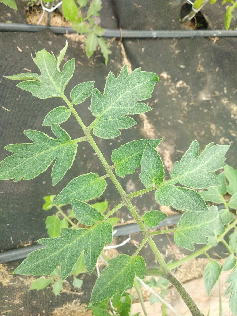 Томатный с равноудалёнными листьями