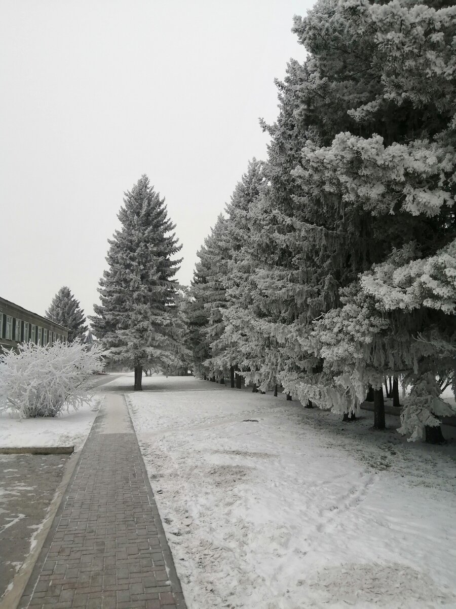 Фото автора. Зима. 