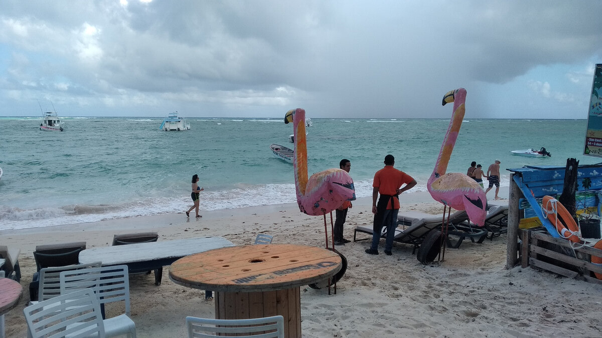 Фламинго тоже есть в Доминикане