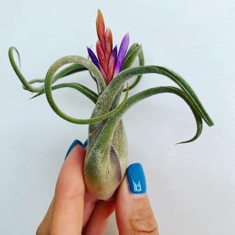 Тилландсия "Голова Медузы" цветет в Зеленой студии The Plant, www.theplantmoscow.ru