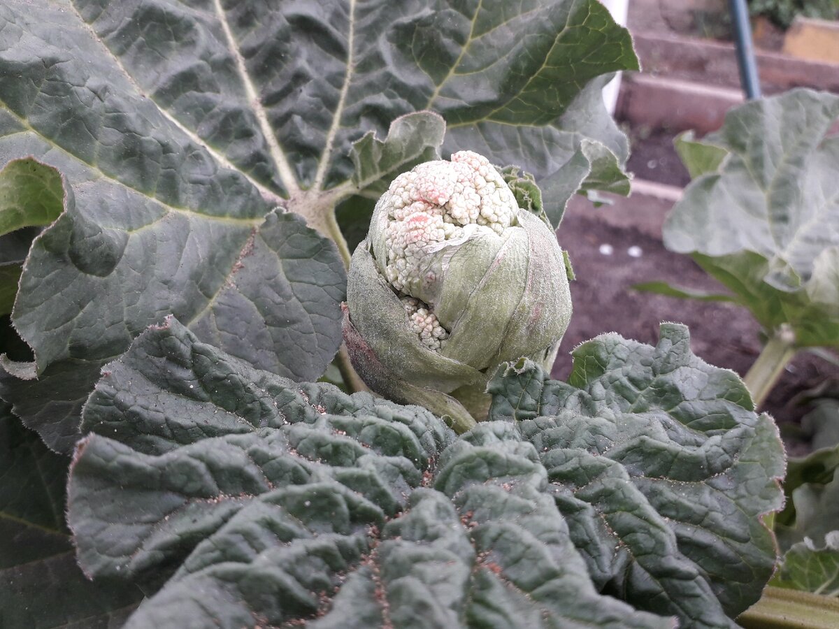 Первая витаминная зелень (фото из личного архива)