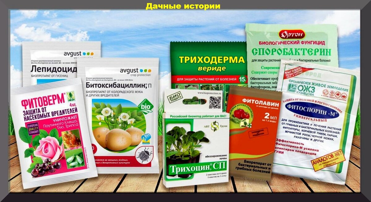 https://vk.com/photo-159774511_457247567