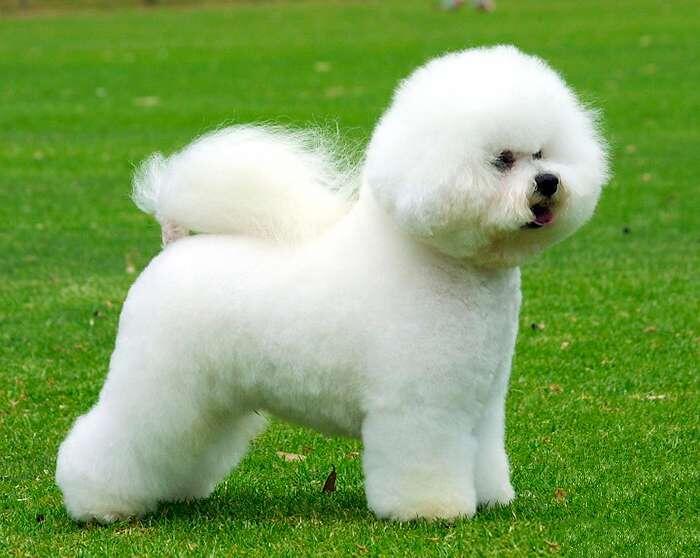 Ну очень бишоны похожи на пуделей, правда? Фото взято https://malteze.net/opisanie-porody-bishon-frize