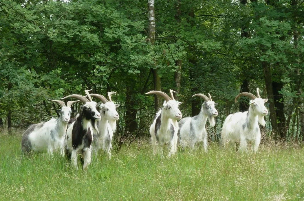 Картинка взята из интернета. Камера моя глюкнулась, так что беру что есть, чтоб не скучно было