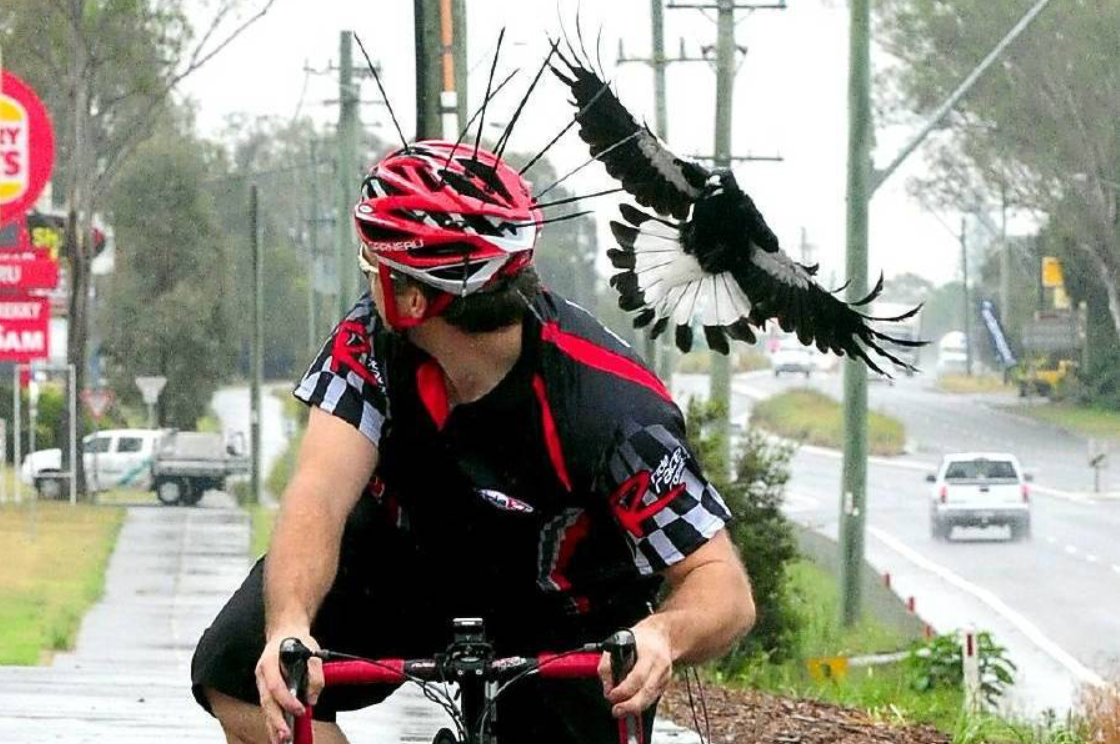 Летит, собирается нападать.