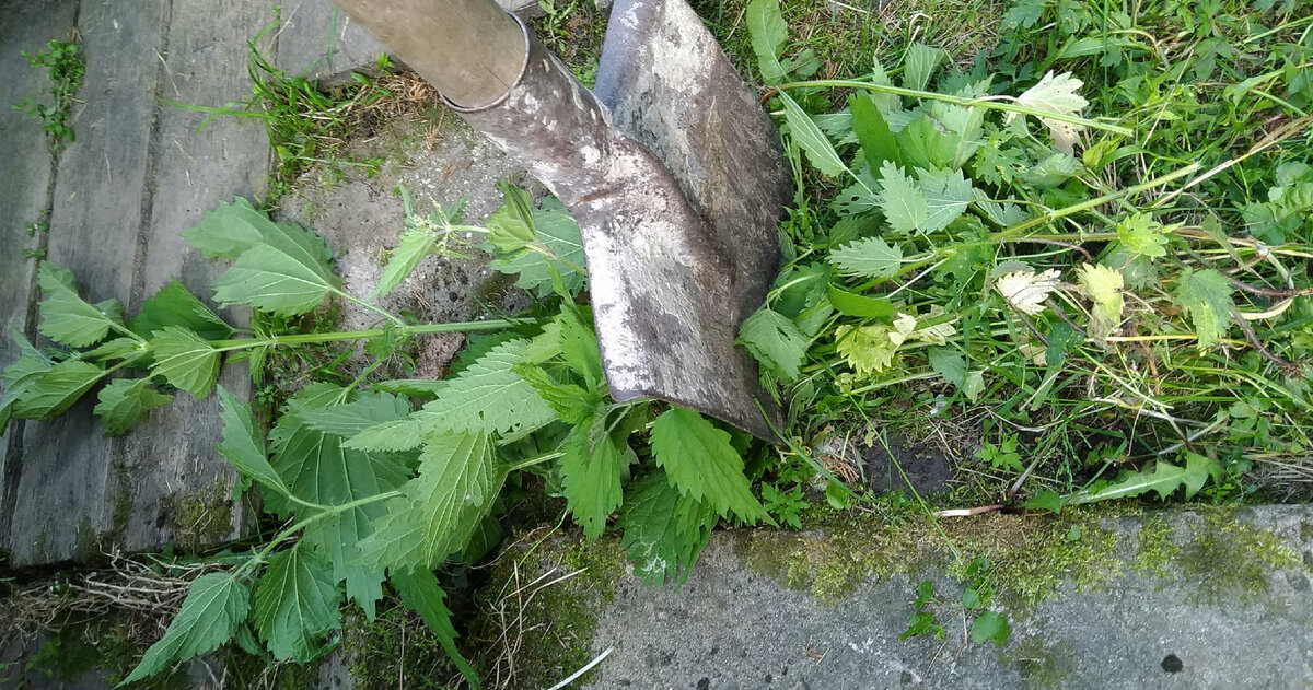 Перед закладкой крапивы в бак ее желательно порубить.