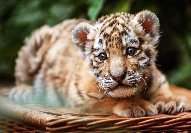 Источник фото vivababy-opt.ru