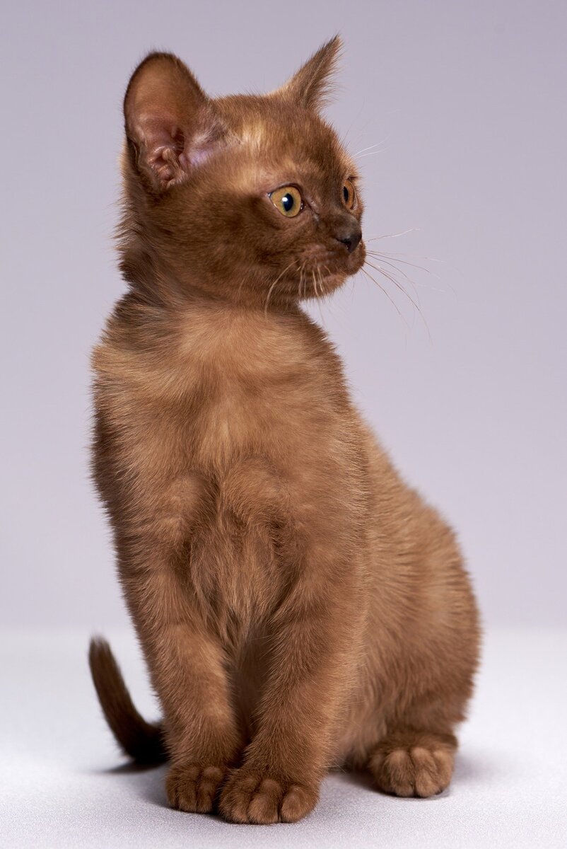 Изображение Алексей Боярских с сайта Pixabay 