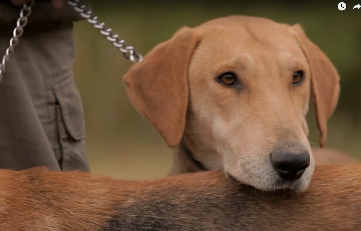 Русская гончая или выжлец