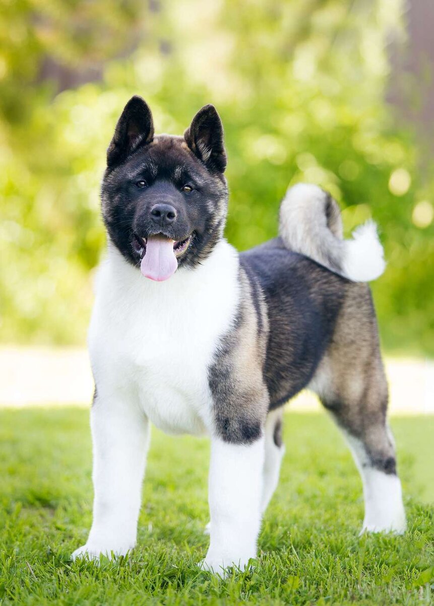 Американский акито.