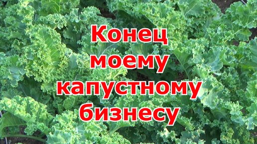 Результат моего маленького бизнеса по листовой капусте кале. Можно ли заработать на ЭКО-капусте.