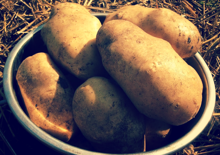 Картофель розница. Сорт картофеля голландка. Крупный картофель. Ведро крупной картошки. Сорт большой картошки