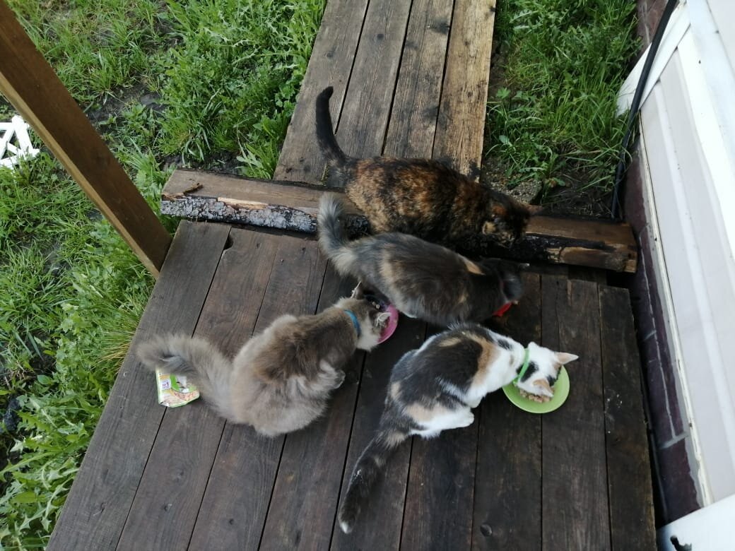 Наши кошки на завтраке .Фото автора