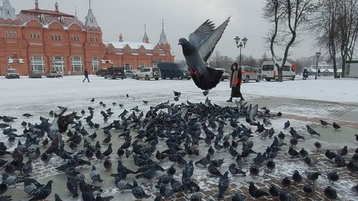 Птичье царство возле лавры. Тучи голубей в парке преподобного Сергия. Сотни уток на монастырском пруду