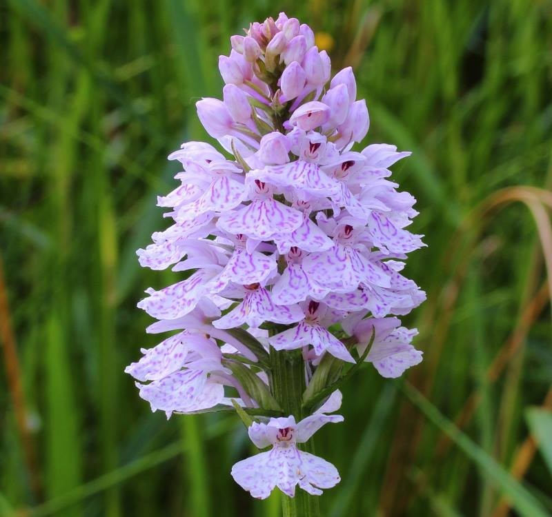 Фото из интернета: Green-design.pro