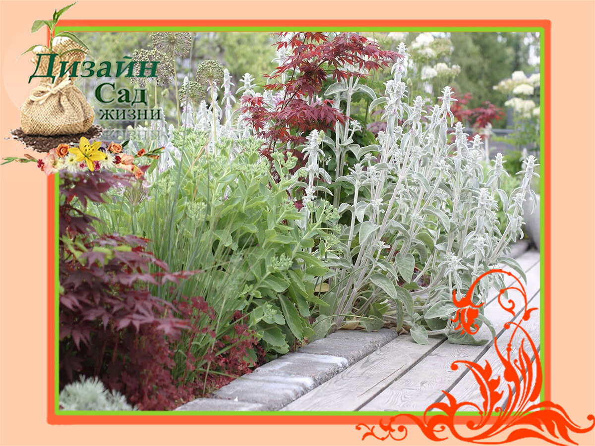 Многолетники с серебристыми листьями