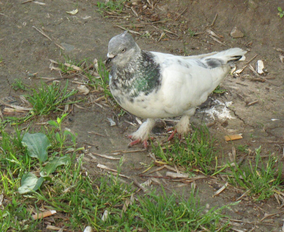 Один из легко узнаваемых голубей