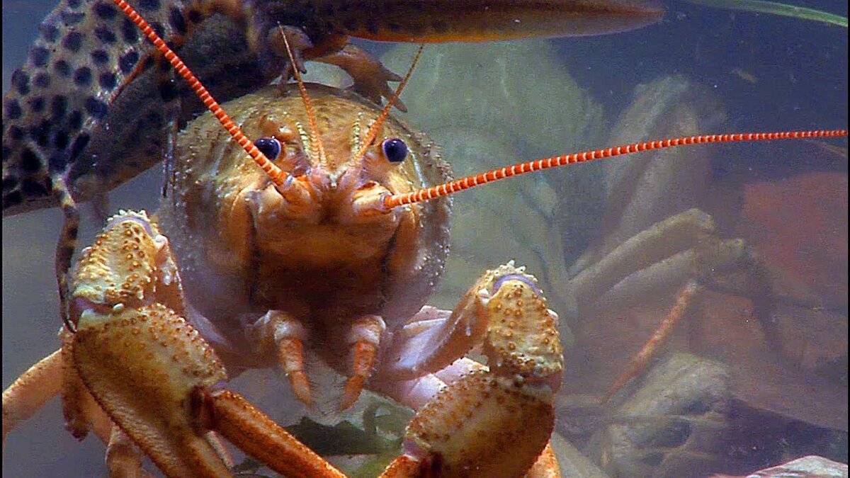 картиночка с youtube.com 