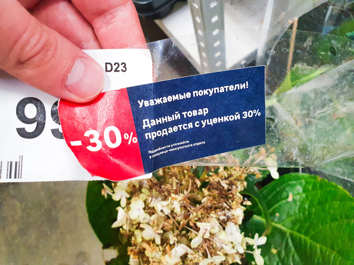 Многие растения после праздников ждёт такая участь... Но вот качество у них, мягко говоря, уже хуже процентов на 70