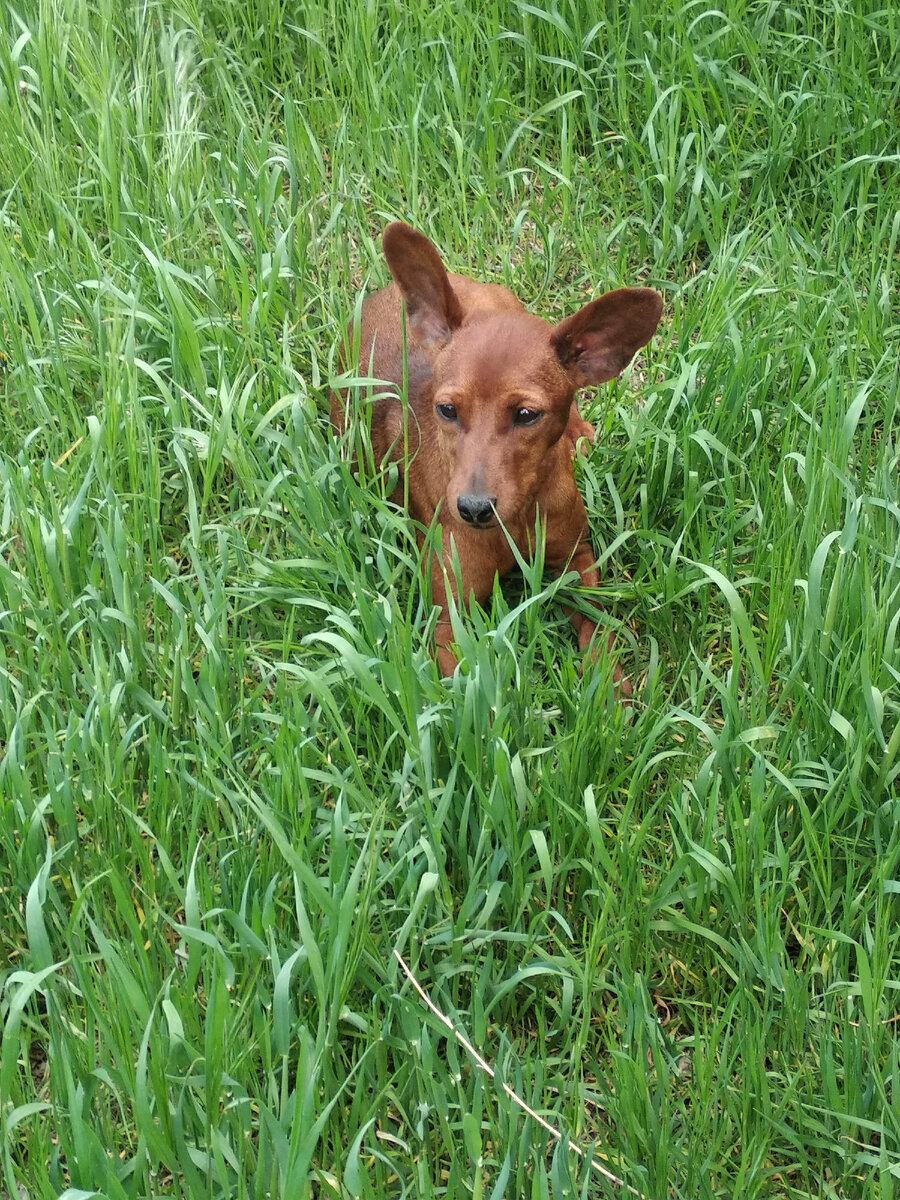 Не гуляйте в высокой траве