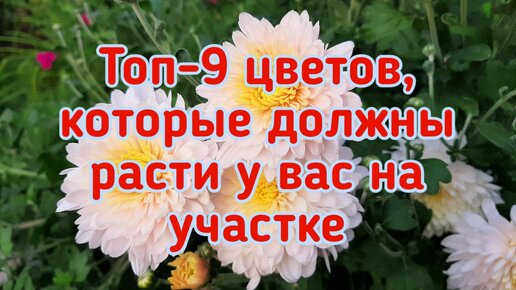 Мои помощники. Растения, помогающие бороться с вредителями и болезнями.