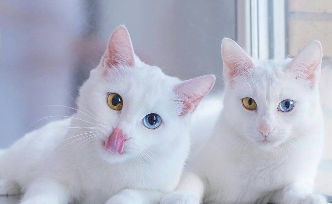 Самые необычные породы кошек в мире. ФОТО