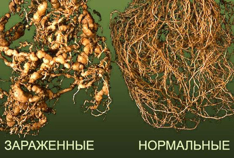 Галловая нематода на огурцах фото и описание