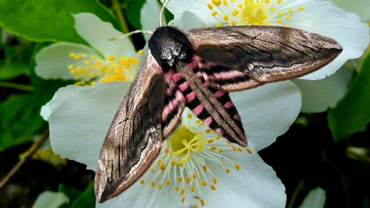 Sphinx ligustri