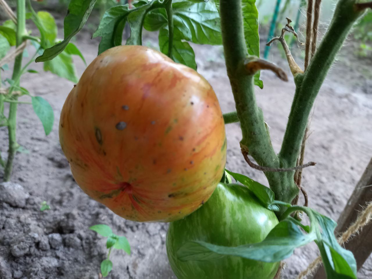 ВИНТАЖ полосатый