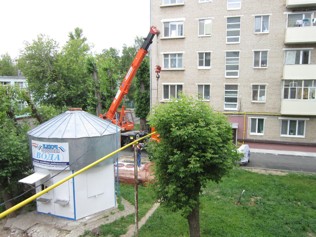 Как у нас газон меняют | Растения в городском дворе | Дзен