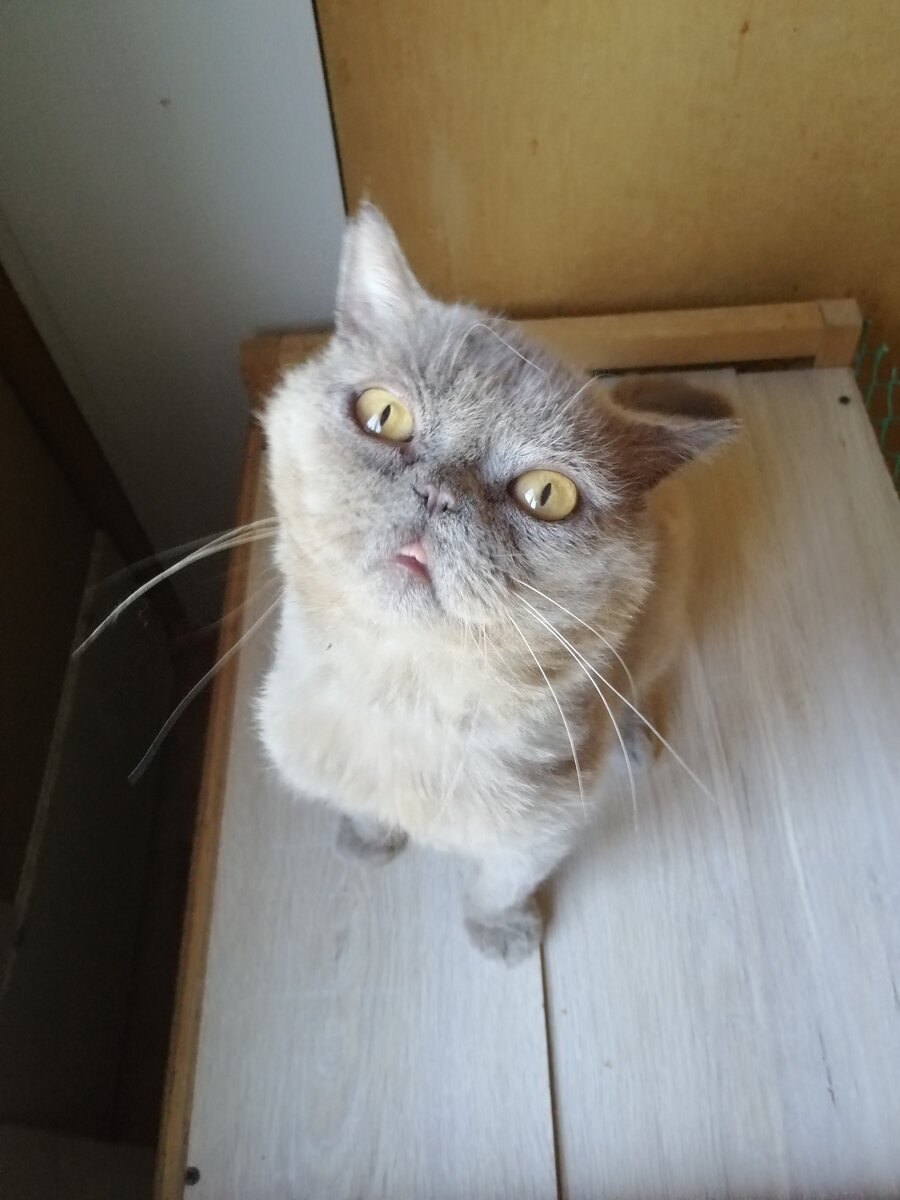 Ласковый и обаятельный мурлыка сидел внутри))) 