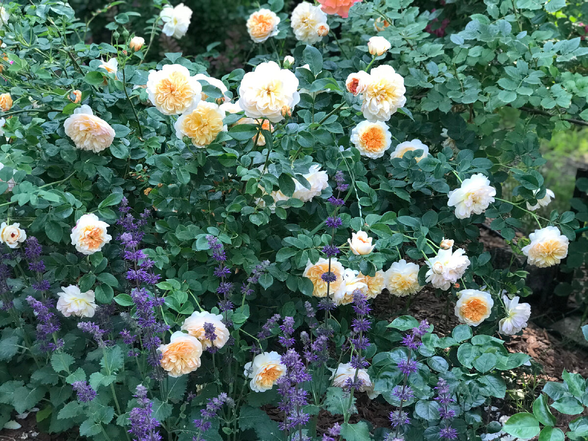 Английские садоводы считают шалфей дубравный и родственные ему шалфей пышный и лесной лучшими растениями для сада. Все они дают цветникам идеальную вертикаль, не полегают. Шалфеи просто необходимы в ароматном саду, куда привлекают множество насекомых-опылителей, являются хорошими медоносами.