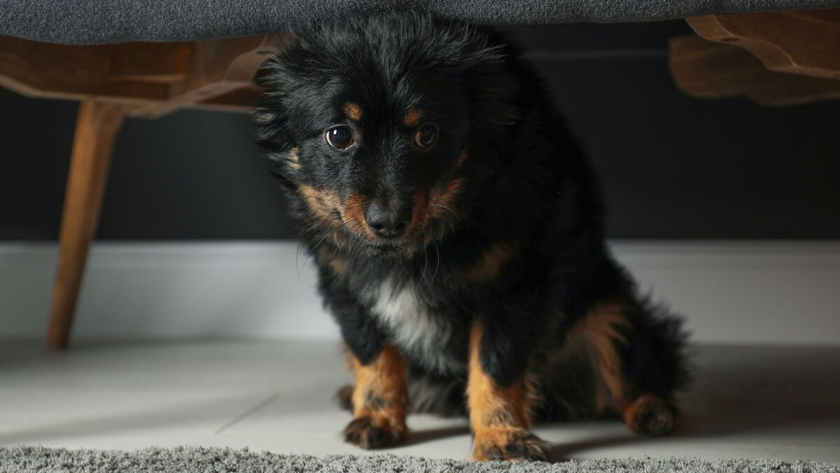 У собаки стресс