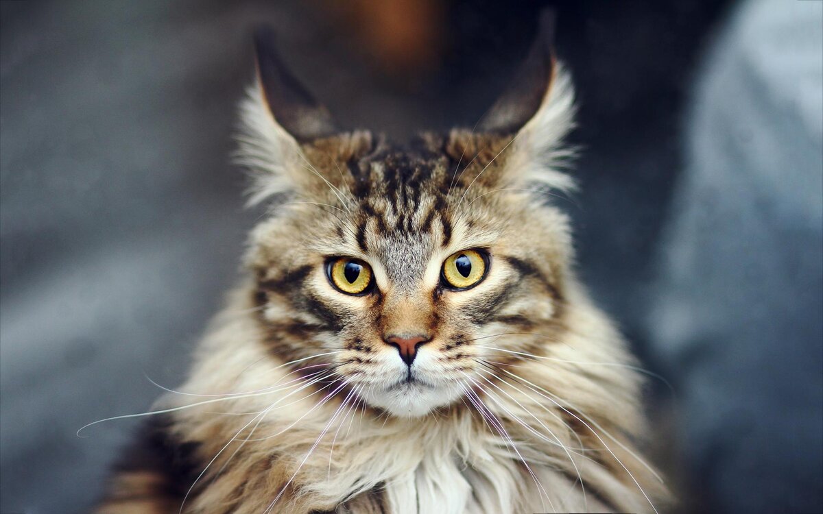 Суровые и очаровательные коты-гиганты: фотографии, истории и особенности