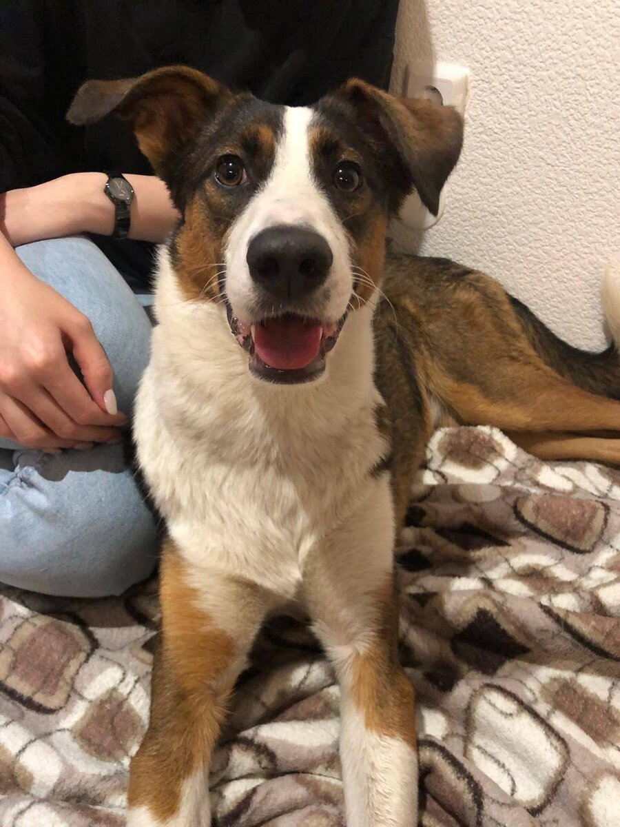 Лиза в первый день, когда ее забрали с улицы