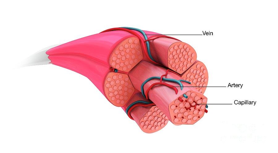 Сосуды, проходящие в толще мышц 