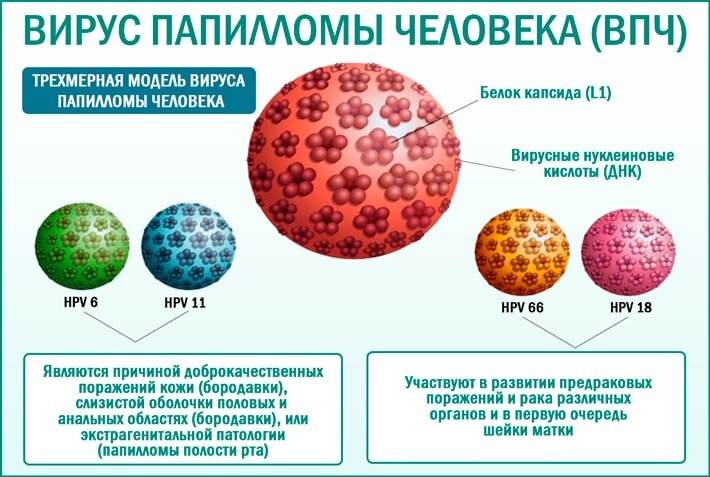 Вирус папилломы человека и рак шейки матки