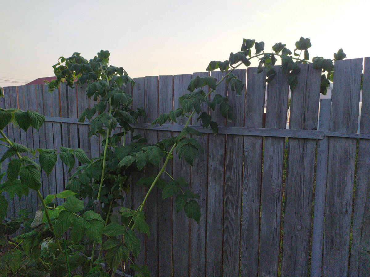 Побеги малины(фото автора) 